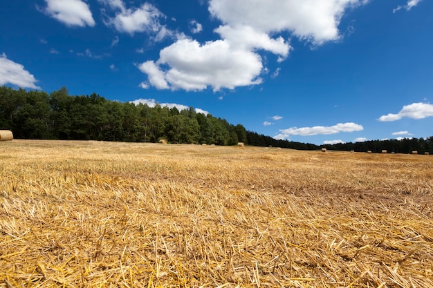 straw from wheat cultivation