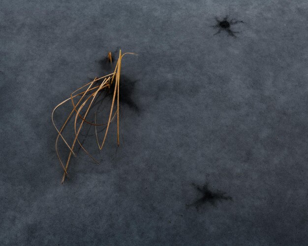 Photo straw of grass frozen in water