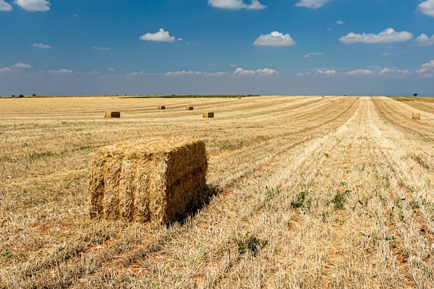 Straw harvesting in the field