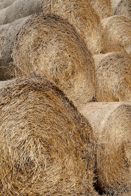 Фото Соломенные тюки сена на ферме