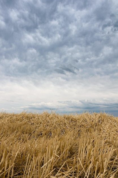 초원에 밀짚. 여름 폭풍 구름입니다. 곡물 수확, 수확.