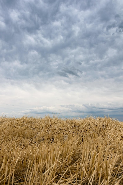 Straw on the meadow. Summer storm clouds. Grain crop, harvesting.