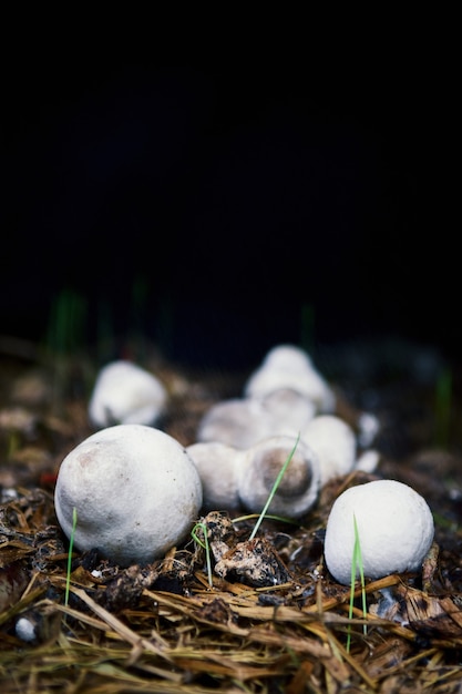 사진 태국 볏짚으로 재배 한 짚 버섯