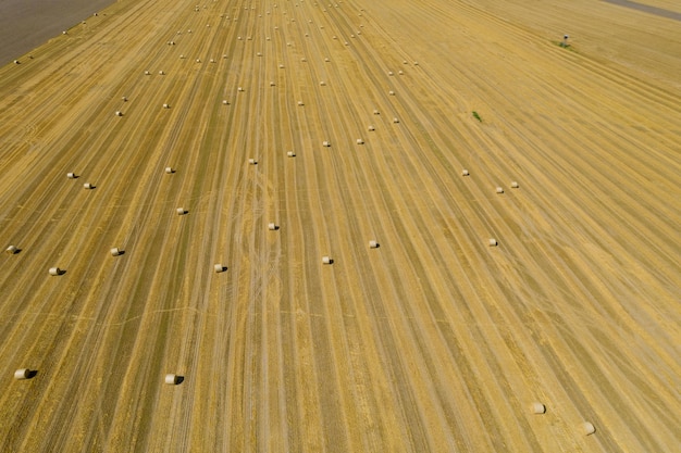 Straw pressed into rolls in rows lies on the field. Aerial view. Photo from a drone.