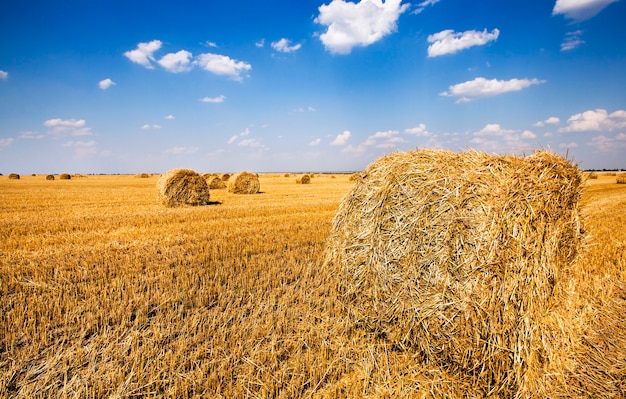 The straw put in a stack after the harvest  of cereals