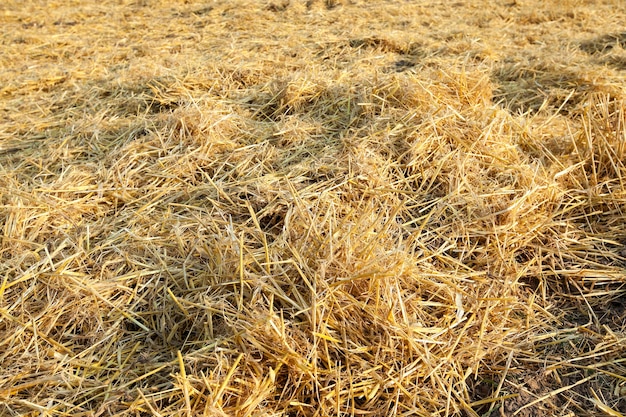 Straw remaining after harvesting wheat closeup small depth of field defocus