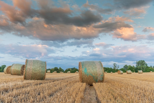 Straw rolls in field of harvested cereals