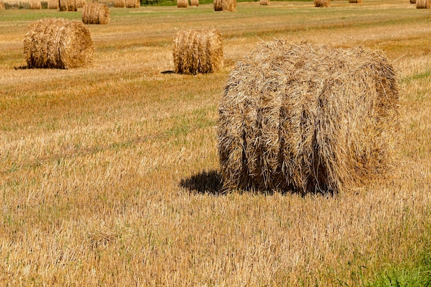 밀짚 더미-밀 수확 회사 이후에 남아있는 밀짚 더미