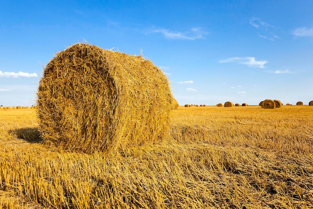 Straw stack