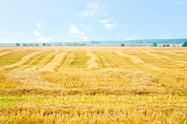 Straw stripes on the field