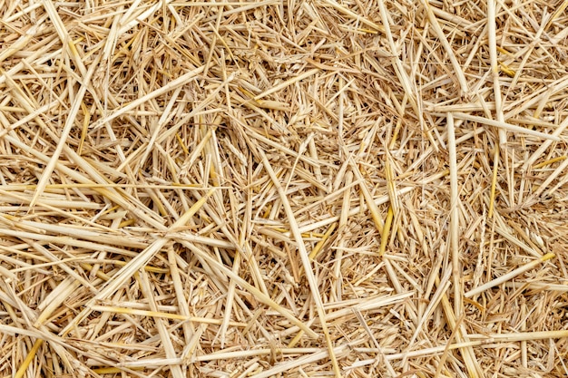 Straw thatch of grains close up