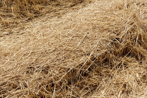 Photo straw thatch of grains, wheat, corn, cereals on the field after harvesting closeup agriculture farming rural economy agronomy