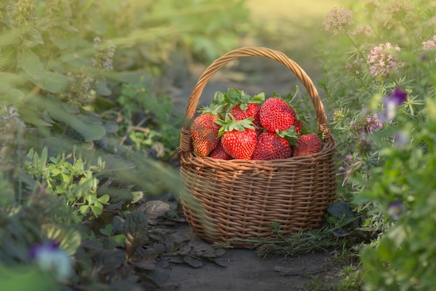 Strawberries in a basket on the field