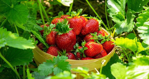 Strawberries in a basket in the garden at the farm. Nature. Selective focus.