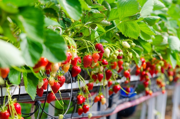 Strawberries being grown