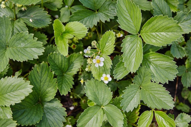 Photo strawberries bloomed in the garden strawberry plant