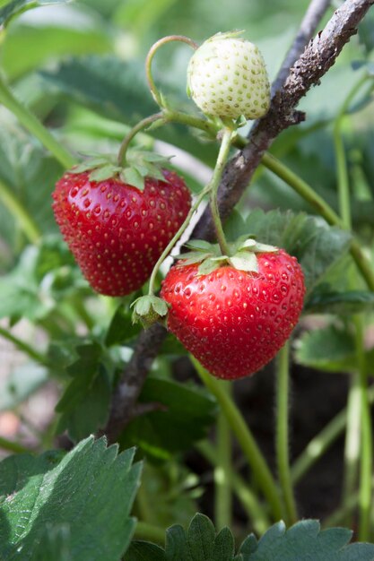 Strawberries on the branch