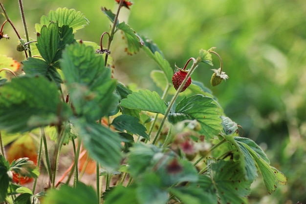 Strawberries on the bush