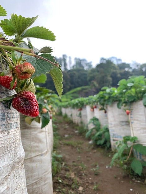 Strawberries on a field with a fence in the background