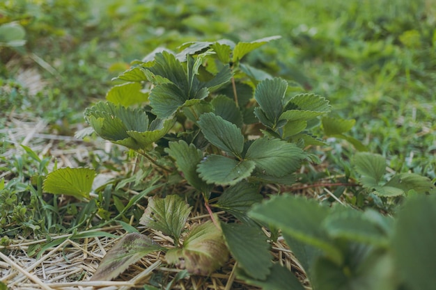 Strawberries growing on a farm