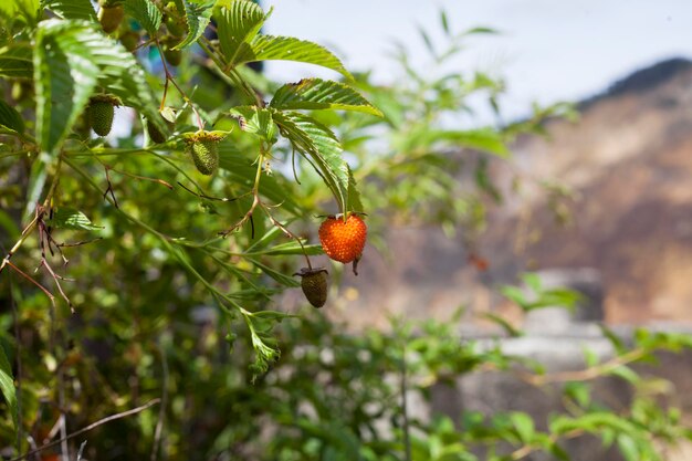 Photo strawberries growing on tree