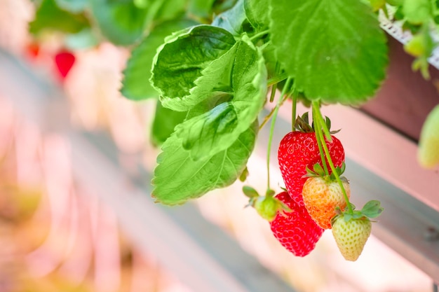 Photo strawberries grown in a greenhouse large berries modern technology