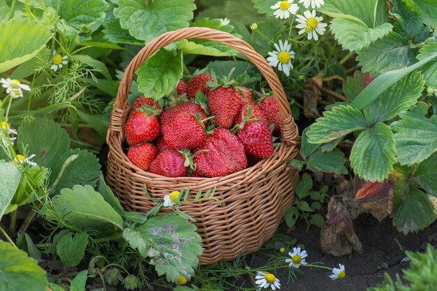 晴れた日のイチゴ健康ベリー。バスケットに新鮮なベリーの健康食品。熟した夏の赤い庭のイチゴ