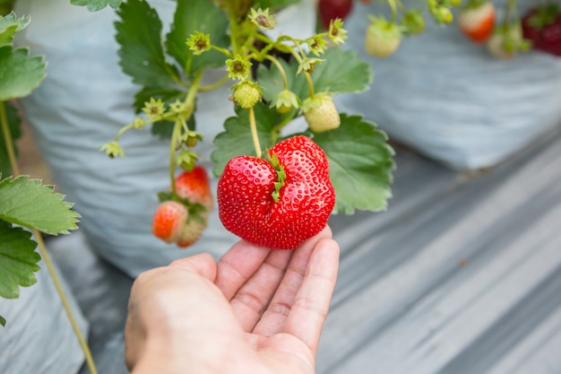 Strawberries in outdoor gardens