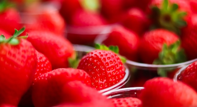 Strawberries packaged in box sweet ripe perfect strawberry harvest organic garden and agriculture