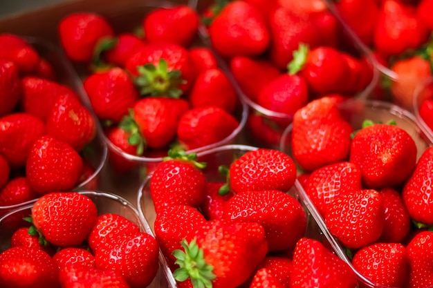 Strawberries packaged in box sweet ripe perfect strawberry harvest organic garden and agriculture