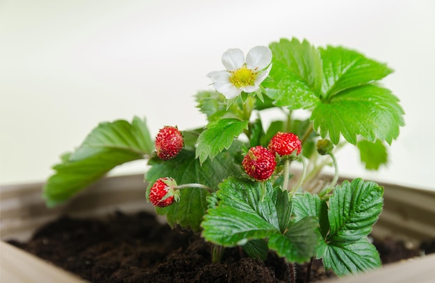 Fragole in una pentola su sfondo chiaro