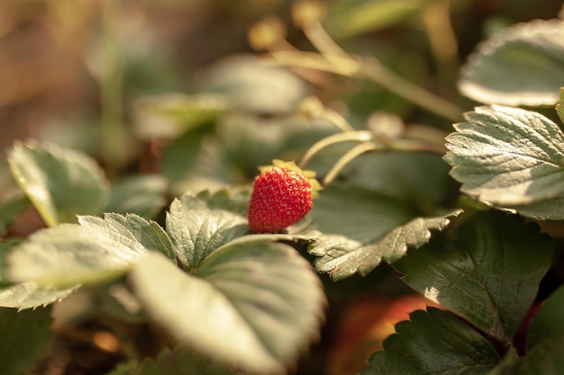 Strawberries in a rustic garden