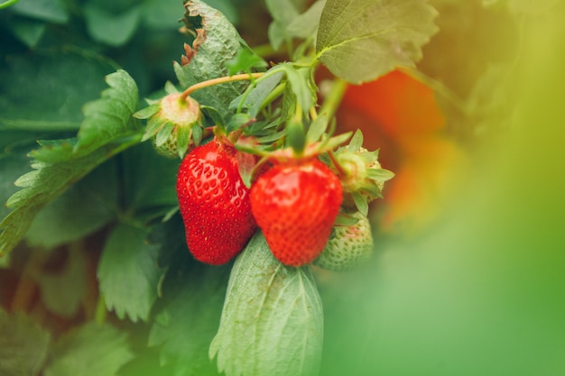 Strawberries on strawberry plant close up in the morning light