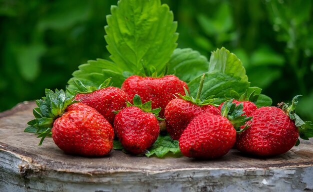 Strawberries on a tree stump and in a bowl are environmentally friendly. Selective focus