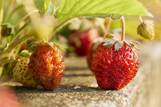 strawberries on the vine