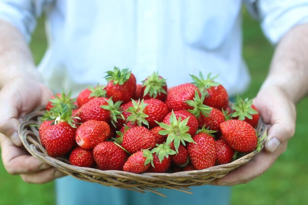 Strawberries in a wicker basket in the hands