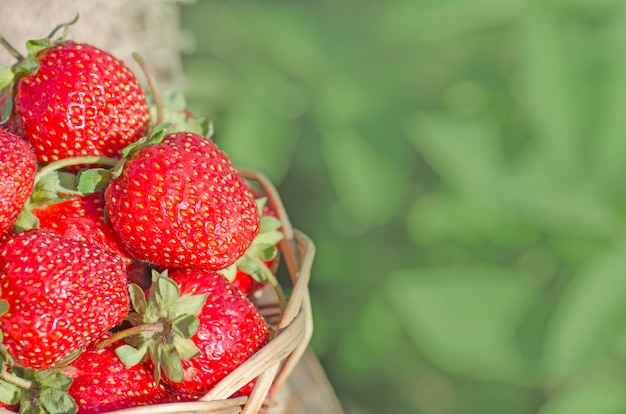 Strawberries with leaves in wicker basket