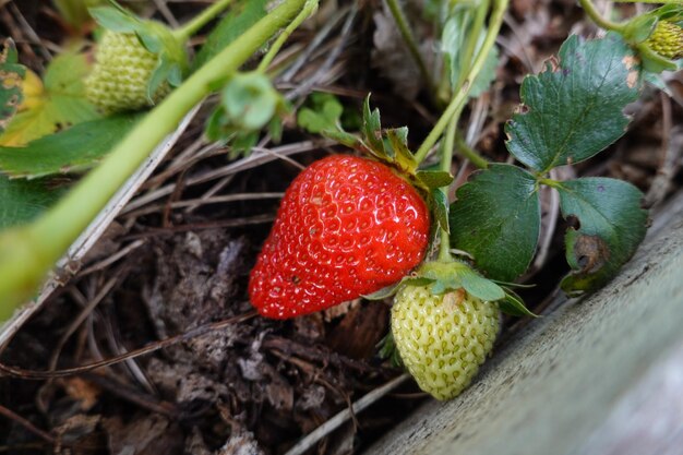 Strawberries in wooden raised bed in the backyard garden red strawberry ready to harvest