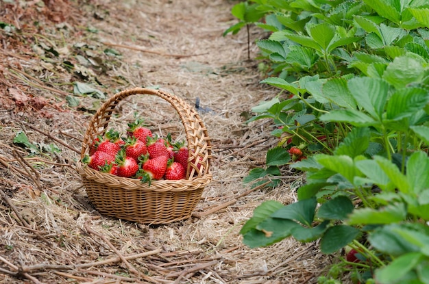 Strawberries