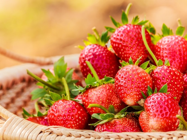 Photo strawberry in bag nursery.