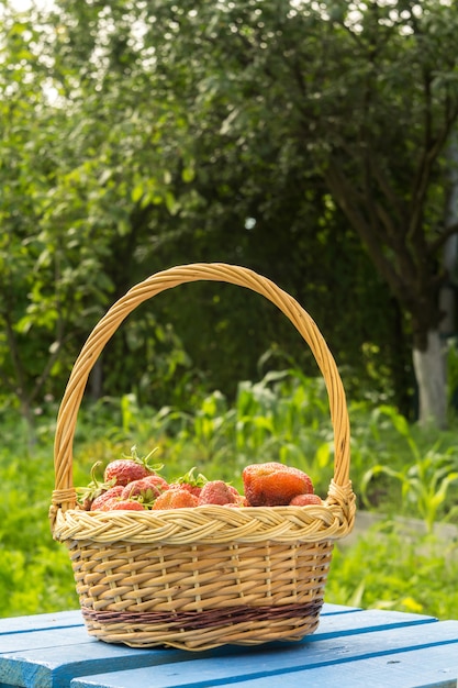 Merce nel carrello della fragola su erba