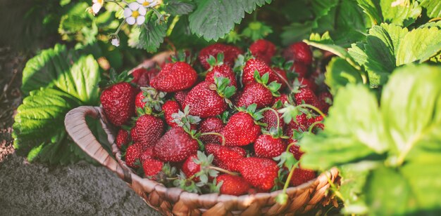 Strawberry berries in a basket in the vegetable garden