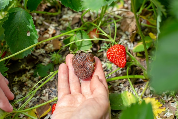 A strawberry berry affected by gray rot in the hands of a gardener next to a ripe berry Diseases of vegetables and berries