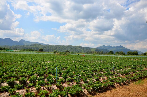 Strawberry Berry Farm en bergachtergrond bij Thongphaphum in Kanchanaburi Thailand