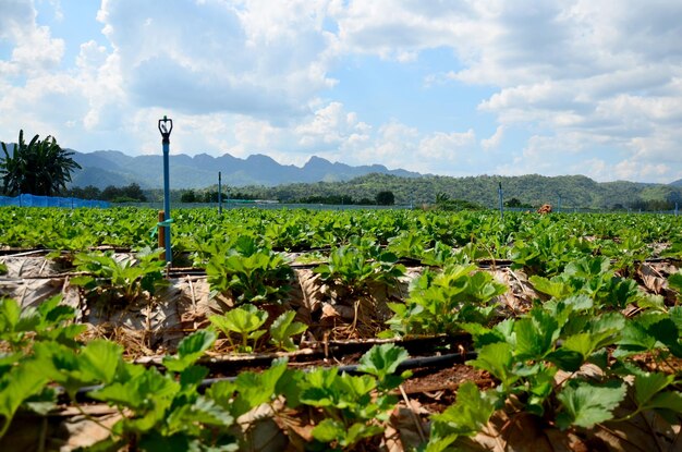 Photo strawberry berry farm and mountain background at thongphaphum in kanchanaburi thailand