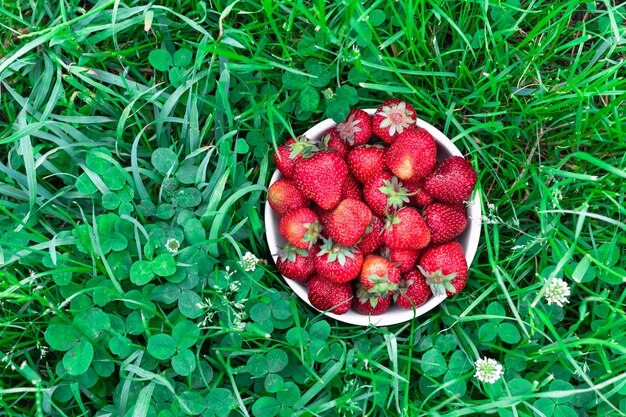 Photo strawberry in bowl on green grass in top view.