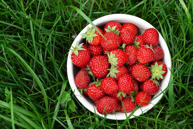 Strawberry bowl in strawberry garden