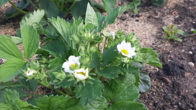 Клубничный куст в цветущем саду с маленькими белыми цветами