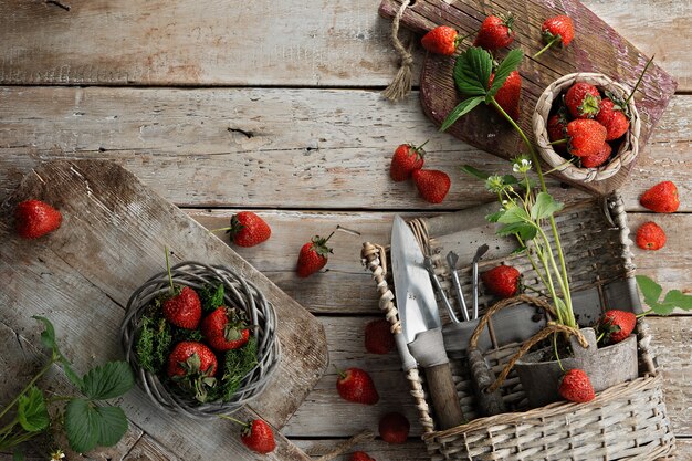 strawberry Bush and a cutting boards with strawberries