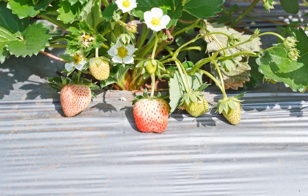 Foto grossa fragola cresce nel fram.